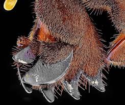 Attēlu rezultāti vaicājumam “Gryllotalpa gryllotalpa”