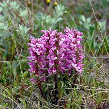 Attēlu rezultāti vaicājumam “Pedicularis palustris flower”