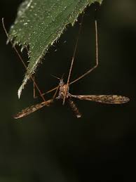 Attēlu rezultāti vaicājumam “Epiphragma ocellare”