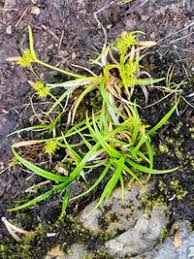 Attēlu rezultāti vaicājumam “Carex viridula”