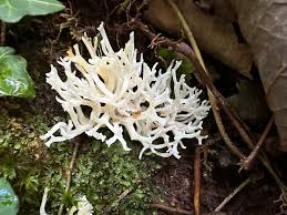 Attēlu rezultāti vaicājumam “Ramariopsis kunzei”