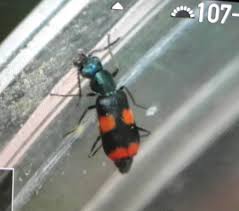 Attēlu rezultāti vaicājumam “Anthocomus fasciatus”