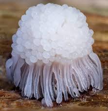 Attēlu rezultāti vaicājumam “Stemonitis axifera”