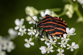 Attēlu rezultāti vaicājumam “Graphosoma lineatum”