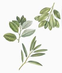 Attēlu rezultāti vaicājumam “Salix caprea leaf”