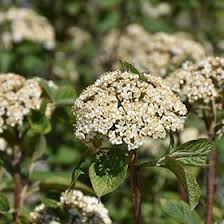 Attēlu rezultāti vaicājumam “Viburnum lantana  flower”