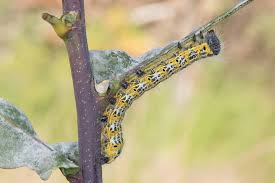 Attēlu rezultāti vaicājumam “Phalera bucephala imago”