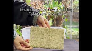 Attēlu rezultāti vaicājumam “Sphagnum”