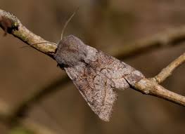 Attēlu rezultāti vaicājumam “Orthosia opima”