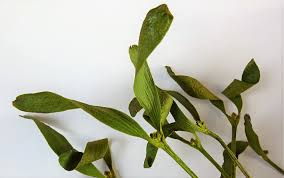 Attēlu rezultāti vaicājumam “Viscum album leaf”