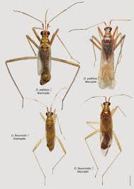 Attēlu rezultāti vaicājumam “Dicyphus sp.”