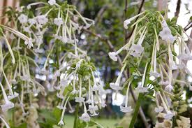 Attēlu rezultāti vaicājumam “Nicotiana tabacum flower”