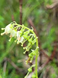Attēlu rezultāti vaicājumam “Orthilia secunda leaf”