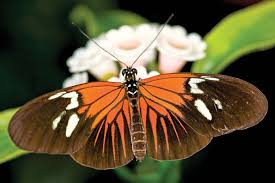 Attēlu rezultāti vaicājumam “Pyralididae”