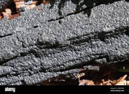 Attēlu rezultāti vaicājumam “Cribraria argillacea young”