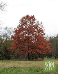 Attēlu rezultāti vaicājumam “Quercus rubra”