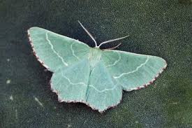 Attēlu rezultāti vaicājumam “Thalera fimbrialis”