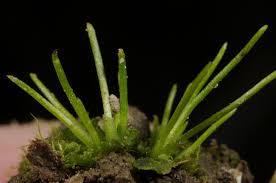 Attēlu rezultāti vaicājumam “Anthocerotopsida”