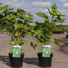 Attēlu rezultāti vaicājumam “Leucojum vernum var. carpathicum”