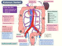 Image result for b%FD%E7ak anatomisi