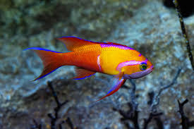 Attēlu rezultāti vaicājumam “Arthonia spadicea”