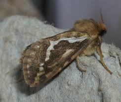 Attēlu rezultāti vaicājumam “Hepialus lupulinus”