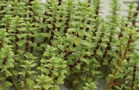 Attēlu rezultāti vaicājumam “Honckenya peploides leaf”