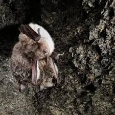 Attēlu rezultāti vaicājumam “Myotis dasycneme”