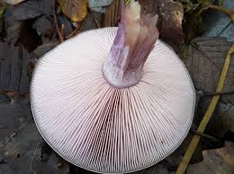 Attēlu rezultāti vaicājumam “Lactarius lygniotus”
