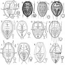 Attēlu rezultāti vaicājumam “Aleurochiton aceris nymph”