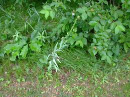 Attēlu rezultāti vaicājumam “Arabis glabra leaf”