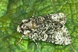 Attēlu rezultāti vaicājumam “Craniophora ligustri”