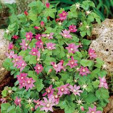 Attēlu rezultāti vaicājumam “Rubus arcticus flower”