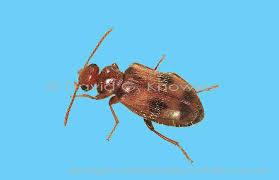 Attēlu rezultāti vaicājumam “Anthicidae”