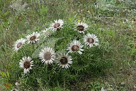 Image result for Silberdistel