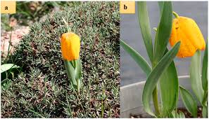 Attēlu rezultāti vaicājumam “Scorzonera humilis bud”