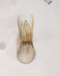 Attēlu rezultāti vaicājumam “Scaphisoma sp.”