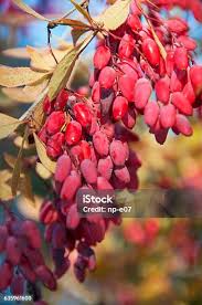 Attēlu rezultāti vaicājumam “Berberis vulgaris fruit”