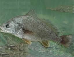 Image result for Aplodinotus grunniens
