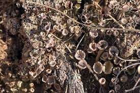 Attēlu rezultāti vaicājumam “Cladonia fimbriata”