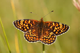 Attēlu rezultāti vaicājumam “Melitaea phoebe underside”