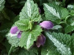 Attēlu rezultāti vaicājumam “Lamium maculatum flower”