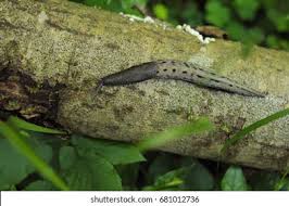 Attēlu rezultāti vaicājumam “Limax cinereoniger”