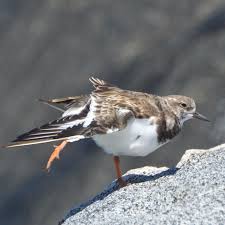 Attēlu rezultāti vaicājumam “Arenaria interpres adult”