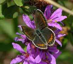 Attēlu rezultāti vaicājumam “Plebejus argus / Plebejus idas”