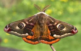 Attēlu rezultāti vaicājumam “Saturnia pavonia female”