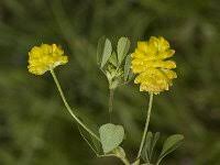 Attēlu rezultāti vaicājumam “Trifolium aureum”