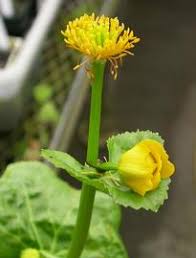 Attēlu rezultāti vaicājumam “Caltha palustris fruit”