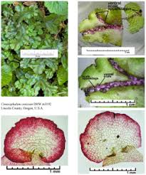Attēlu rezultāti vaicājumam “Grimmia muehlenbeckii sporophyte”