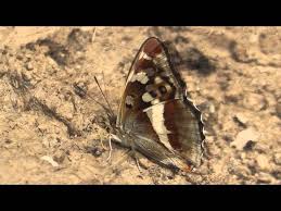 Attēlu rezultāti vaicājumam “Apatura iris female”